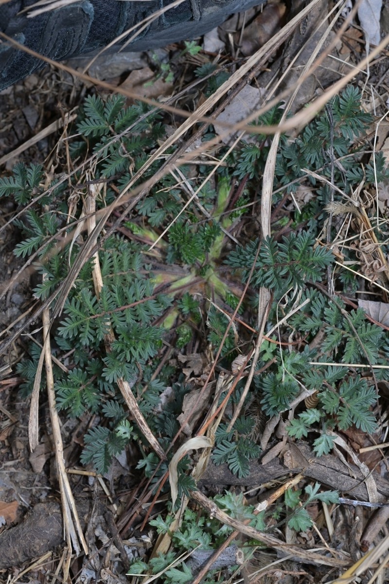 Potentilla multicaulis photo 6