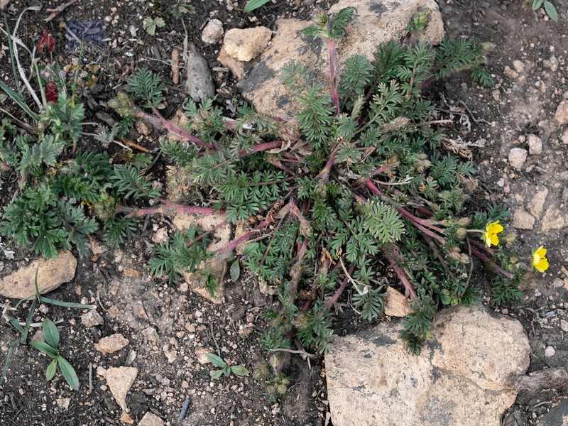 Potentilla multicaulis photo 7