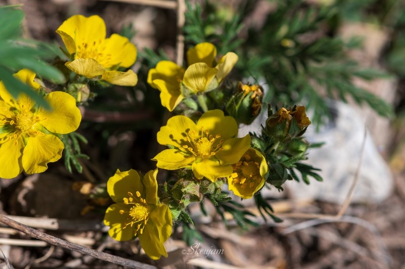 Potentilla multicaulis photo 8