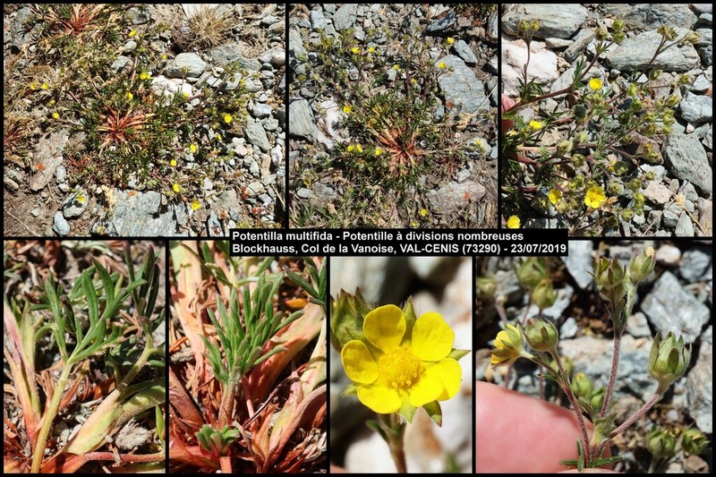 Potentilla multifida photo 2