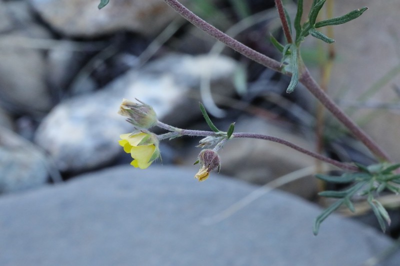 Potentilla multifida photo 3