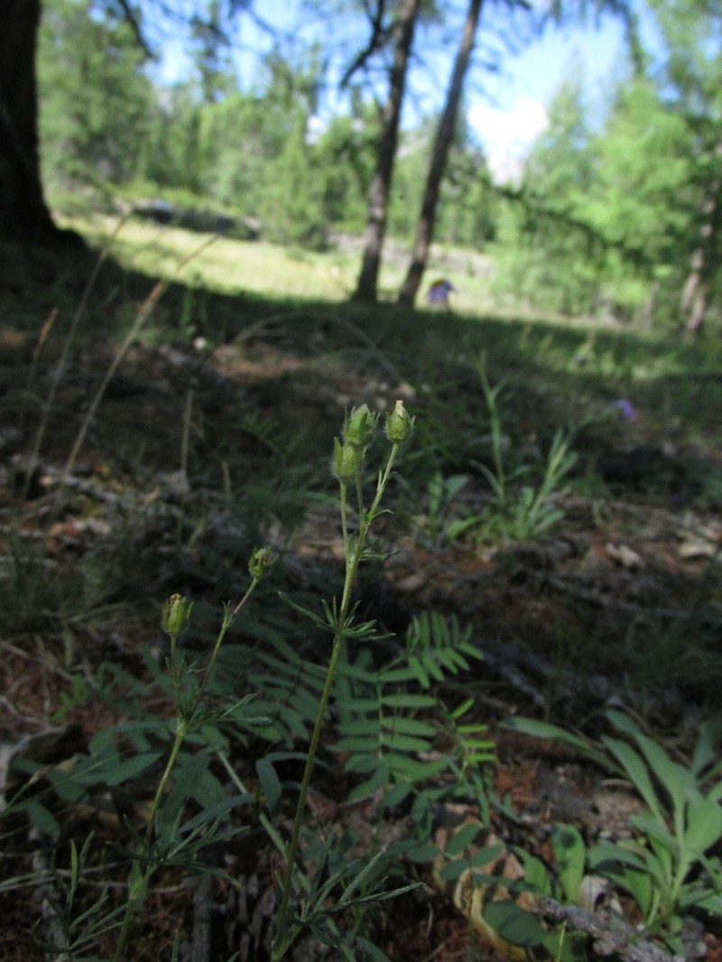 Potentilla multifida photo 4