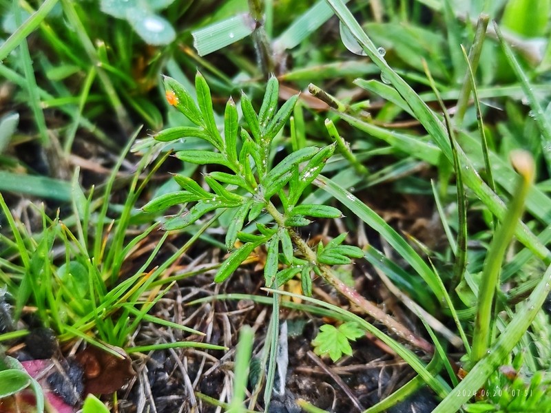 Potentilla multifida photo 5