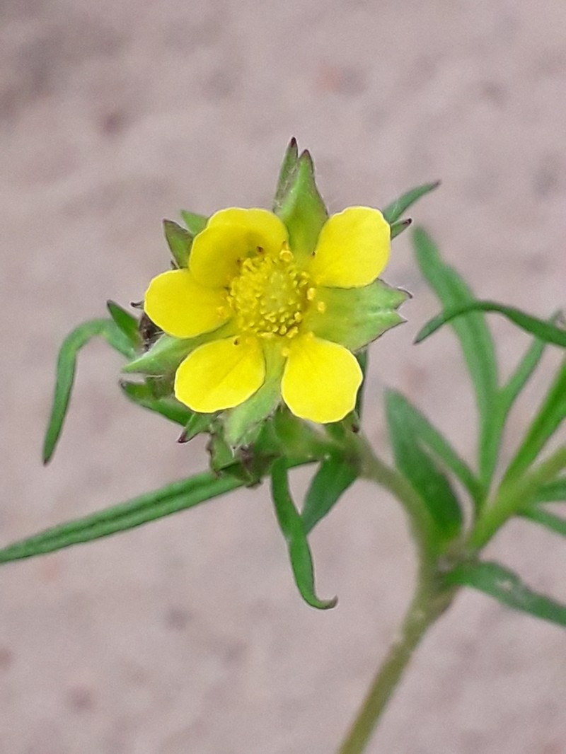 Potentilla multifida photo 6