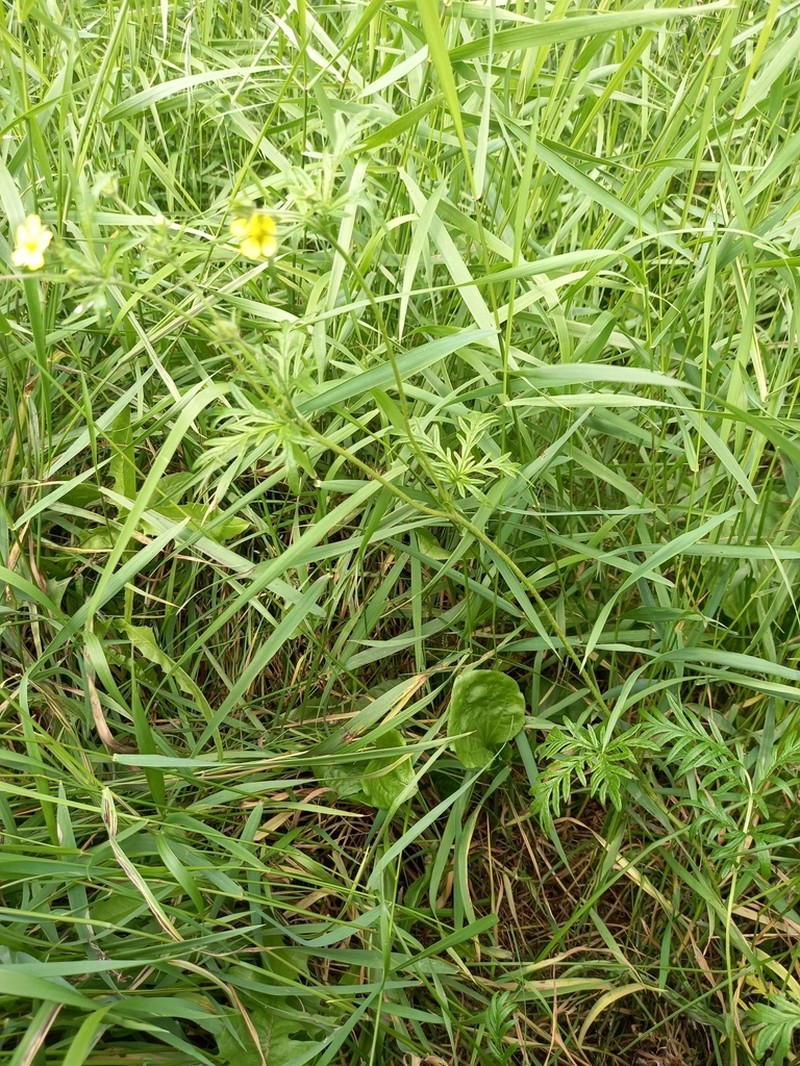 Potentilla multifida photo 7