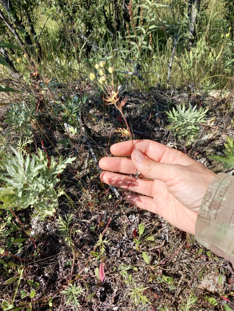 Potentilla multifida photo 8