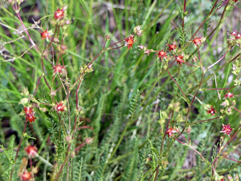 Manyleaf Mousetail