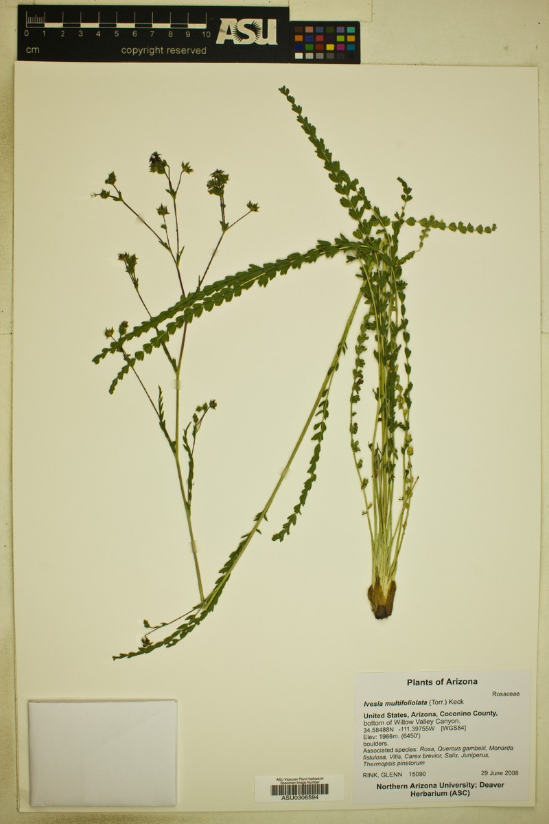 Manyleaf Mousetail photo 3