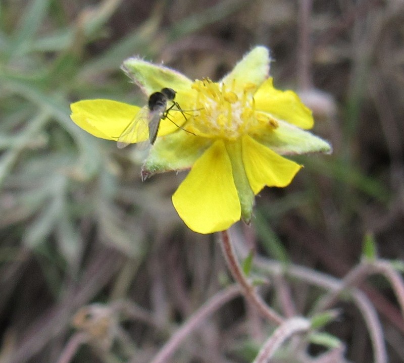 Featherleaf Cinquefoil