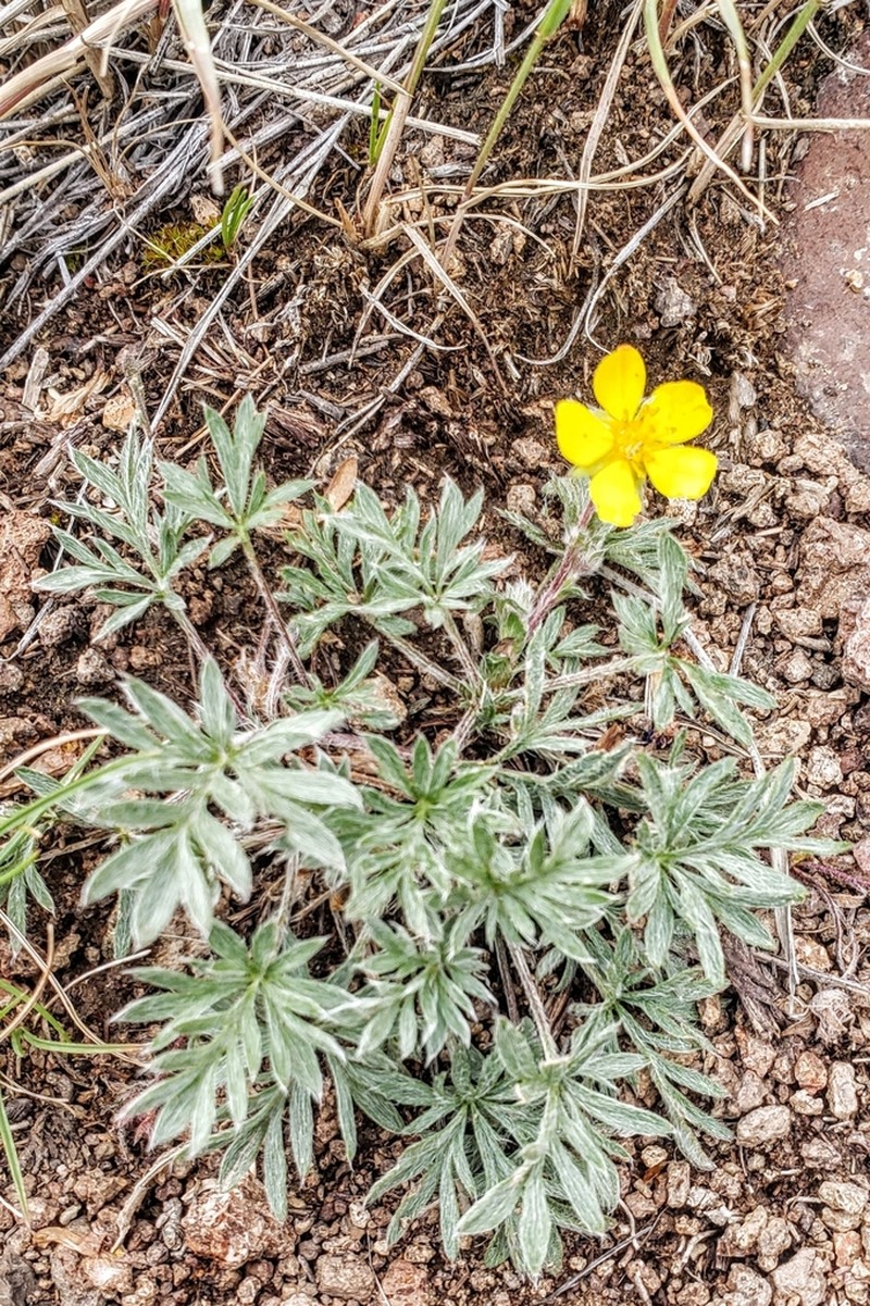 Featherleaf Cinquefoil photo 2