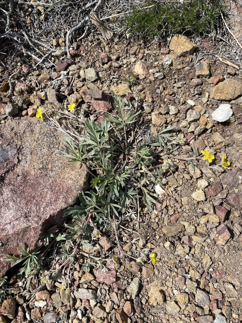 Featherleaf Cinquefoil photo 4