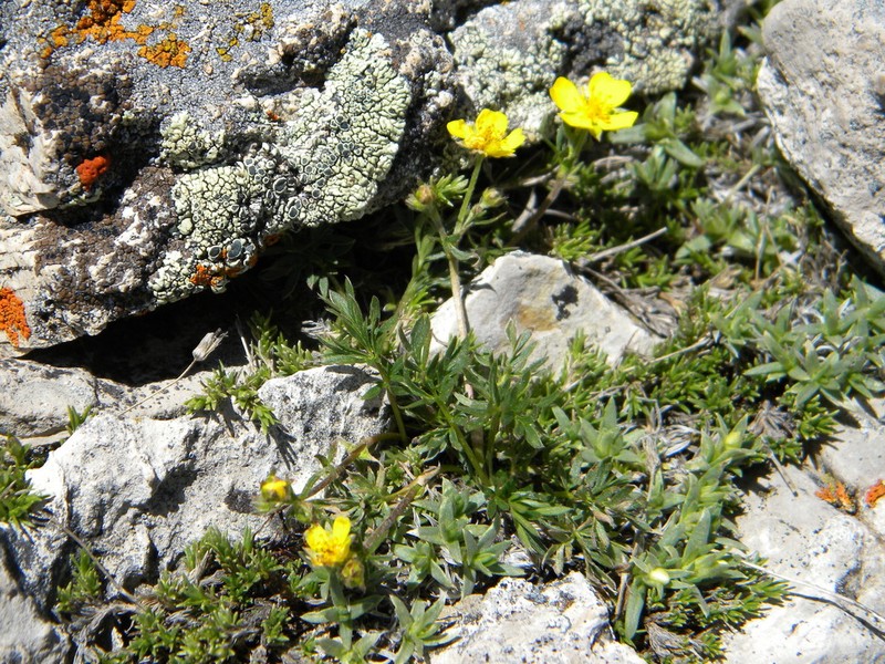 Featherleaf Cinquefoil photo 5