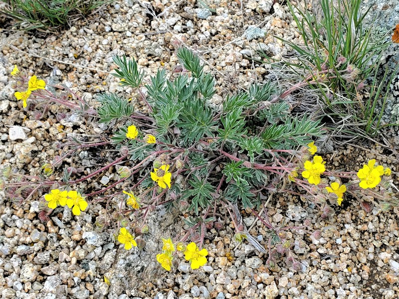 Featherleaf Cinquefoil photo 6