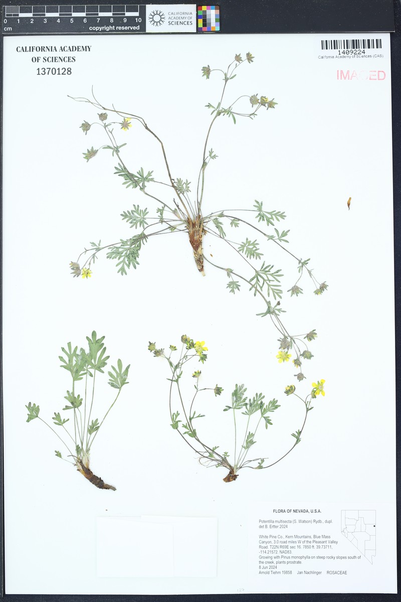 Featherleaf Cinquefoil photo 8