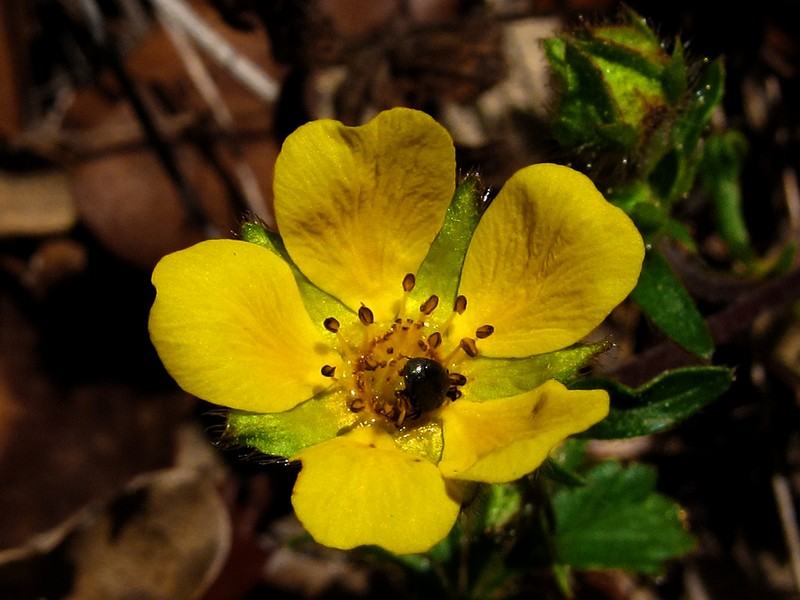 Arctic Cinquefoil photo 2