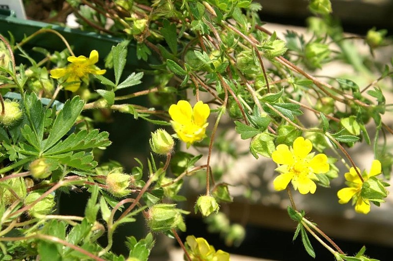 Arctic Cinquefoil photo 3
