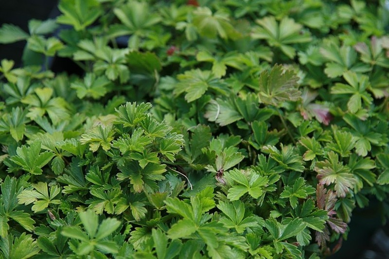 Arctic Cinquefoil photo 4