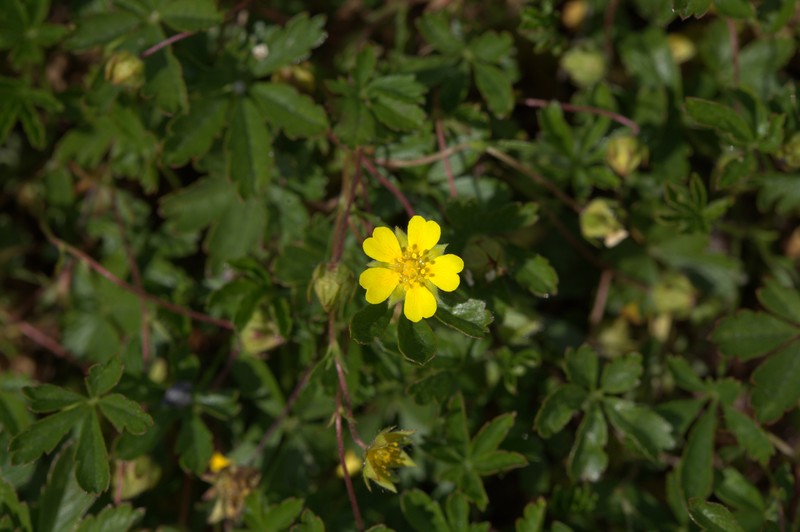 Arctic Cinquefoil photo 5