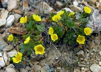 Arctic Cinquefoil