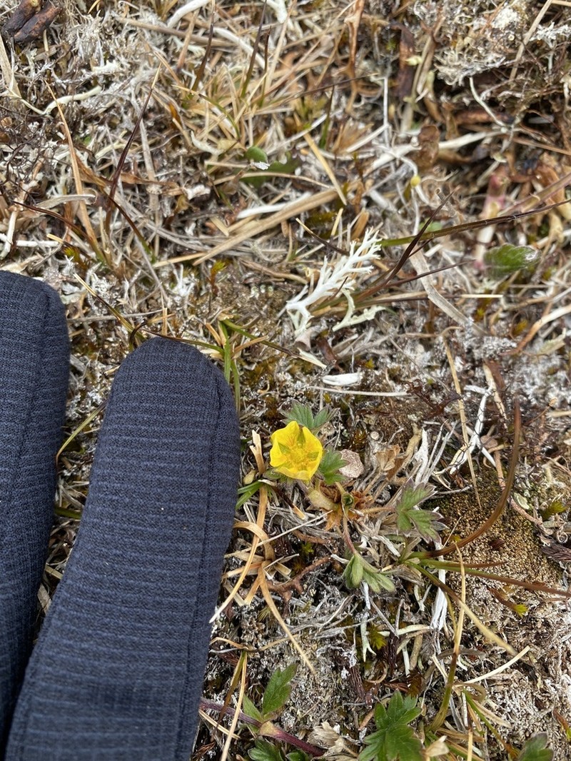 Arctic Cinquefoil photo 3