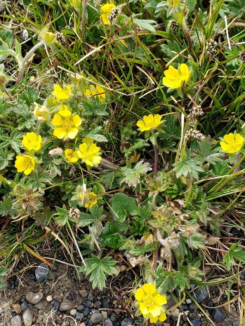 Arctic Cinquefoil photo 4