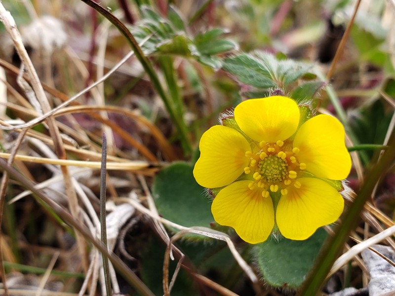 Arctic Cinquefoil photo 5
