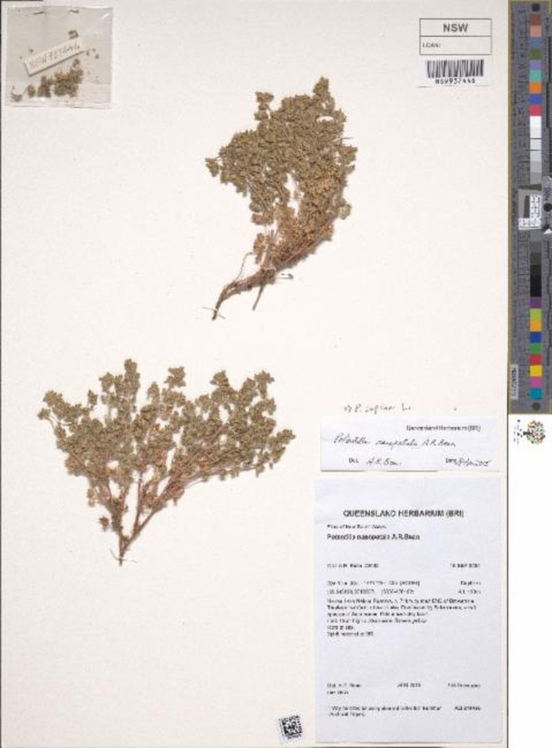 Potentilla nanopetala