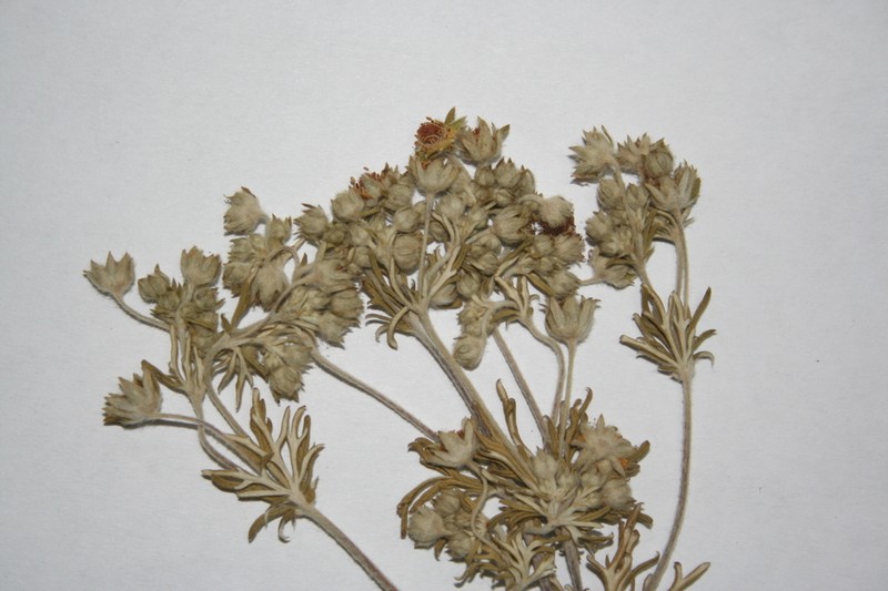 Potentilla neglecta