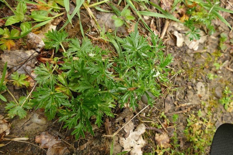 Potentilla neglecta photo 2