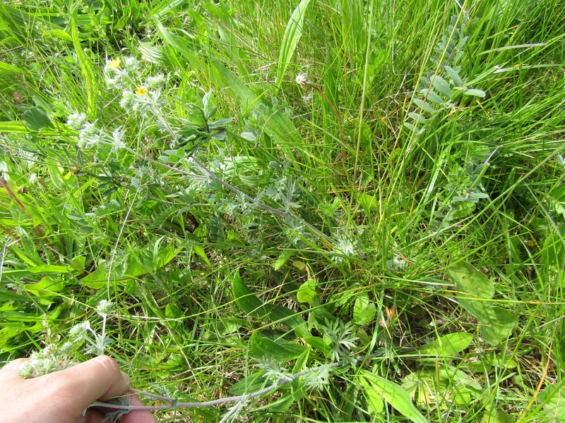 Potentilla neglecta photo 3