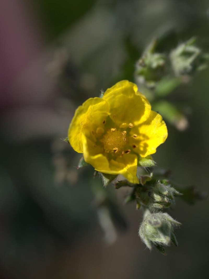 Potentilla neglecta photo 5