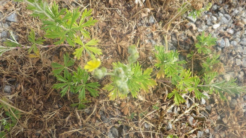 Potentilla neglecta photo 6