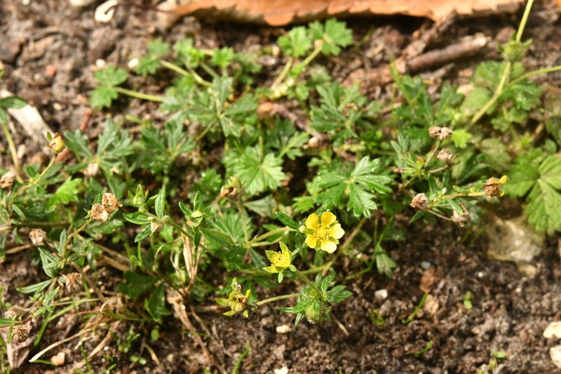 Potentilla neglecta photo 7