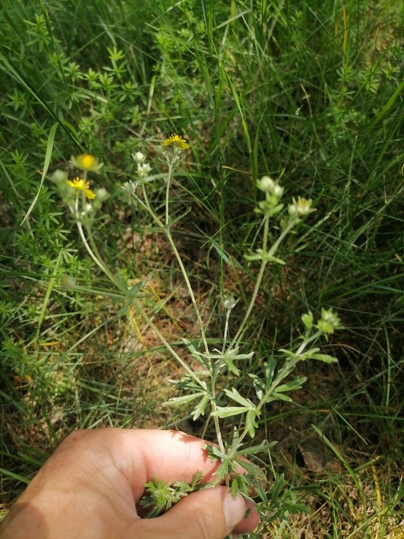 Potentilla neglecta photo 8