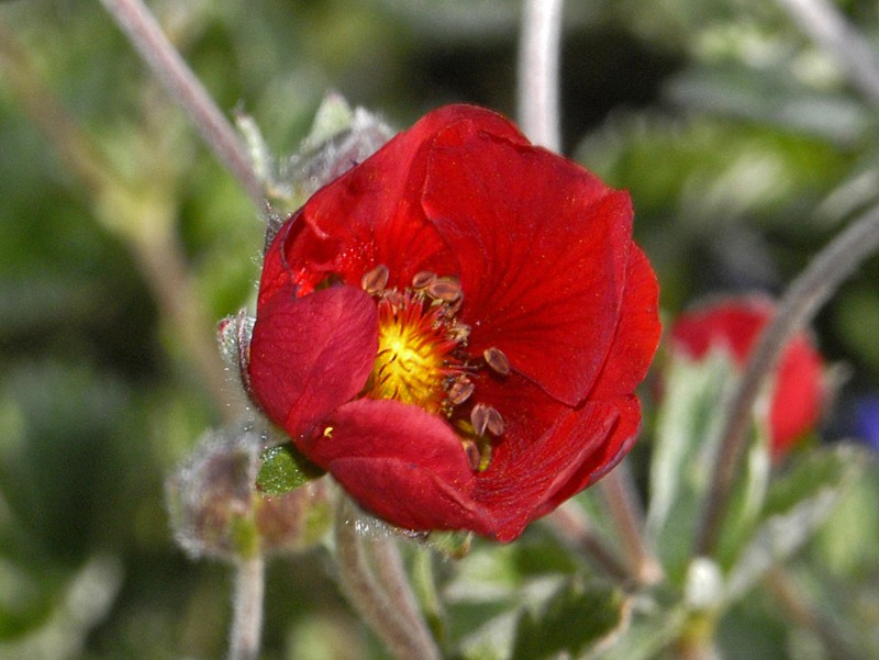 Potentilla nepalensis