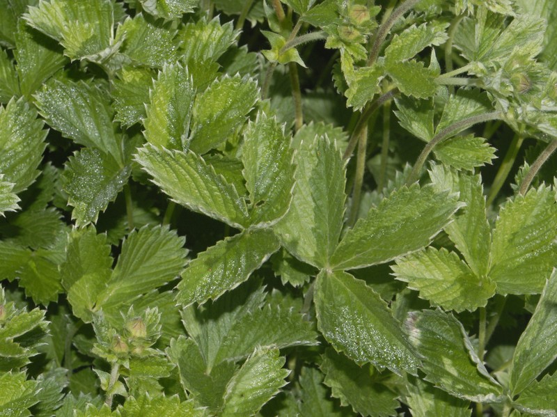 Potentilla nepalensis photo 2