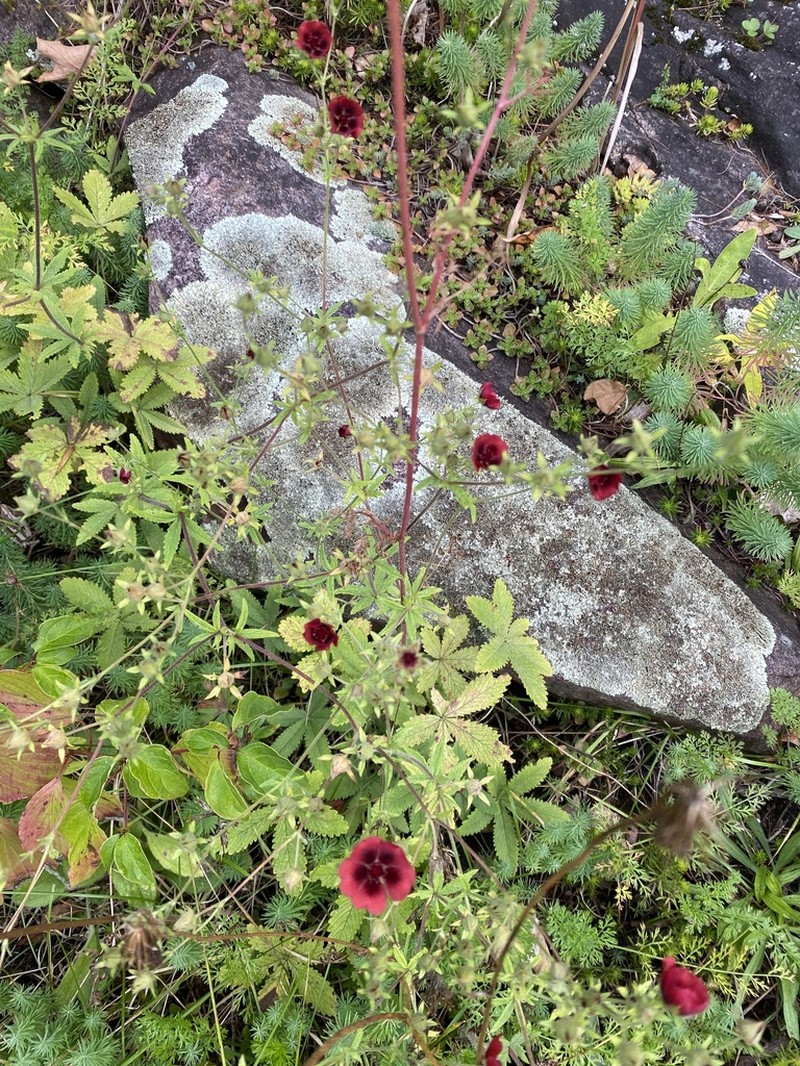 Potentilla nepalensis photo 3