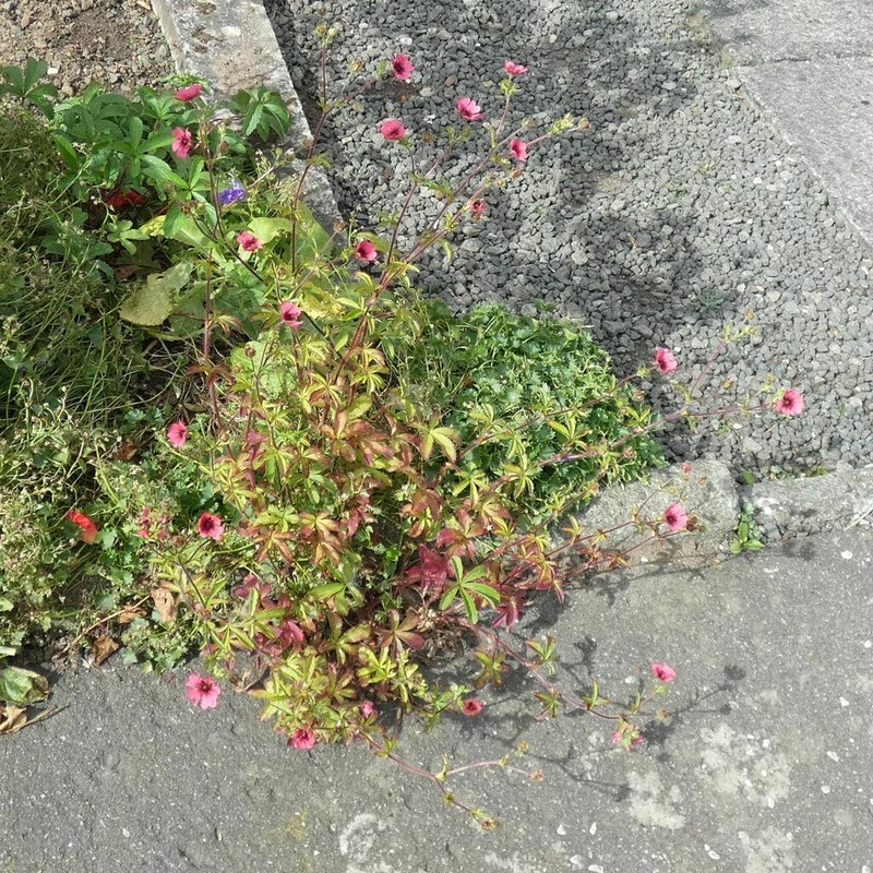 Potentilla nepalensis photo 4