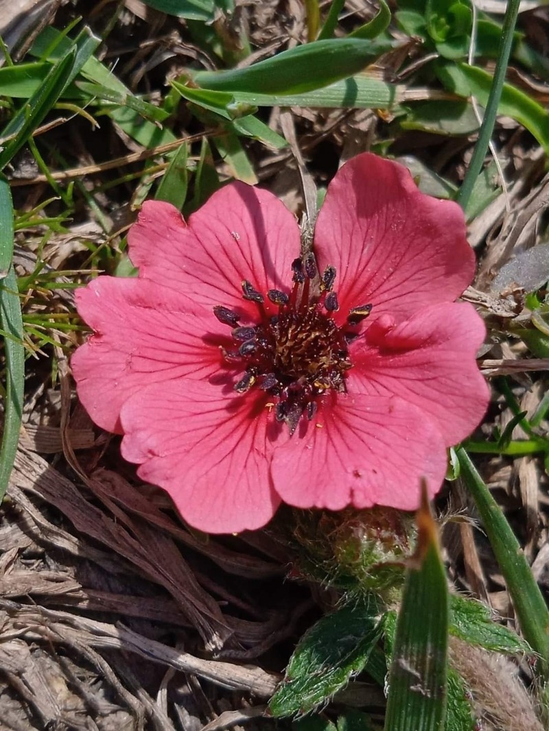 Potentilla nepalensis photo 5