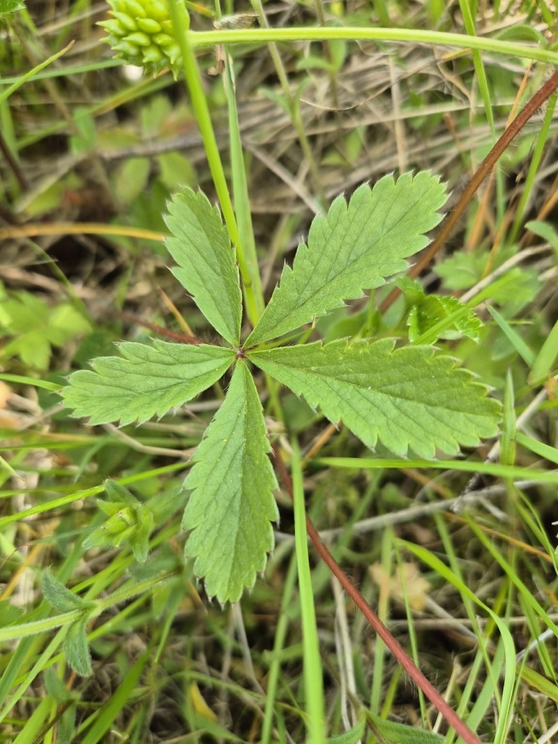 Potentilla nepalensis photo 6