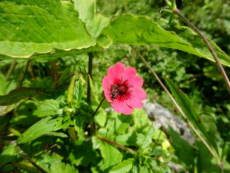 Potentilla nepalensis photo 7