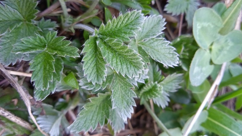 Potentilla nervosa photo 2