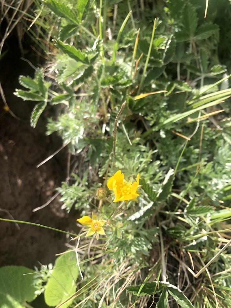 Potentilla nervosa photo 3