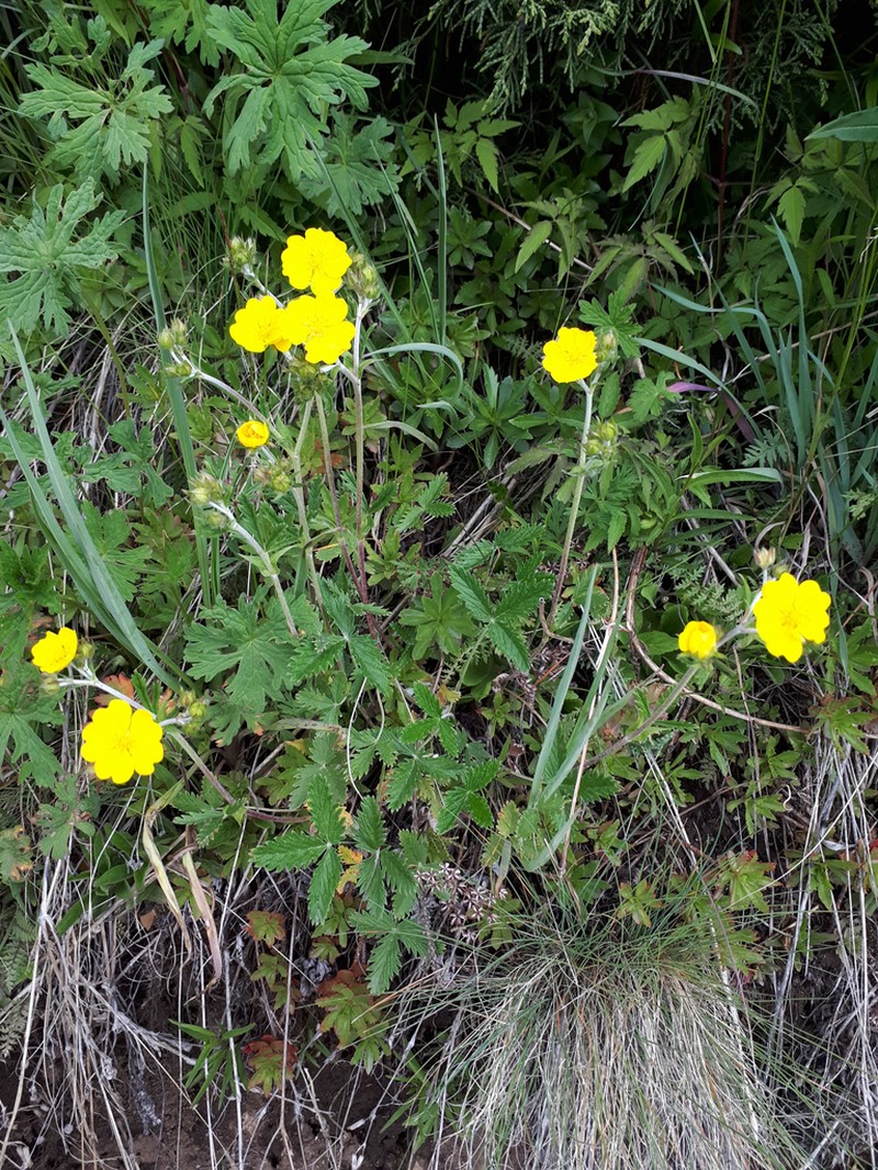 Potentilla nervosa photo 4