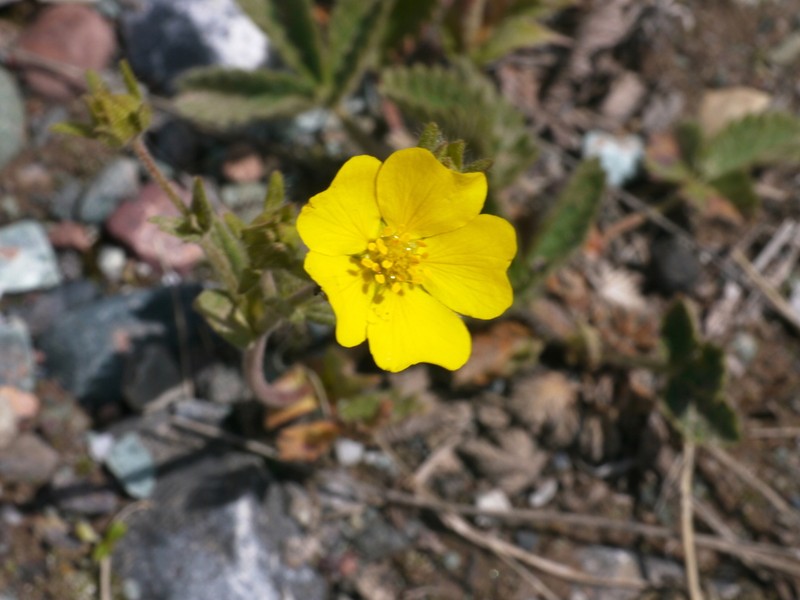 Potentilla nervosa photo 5