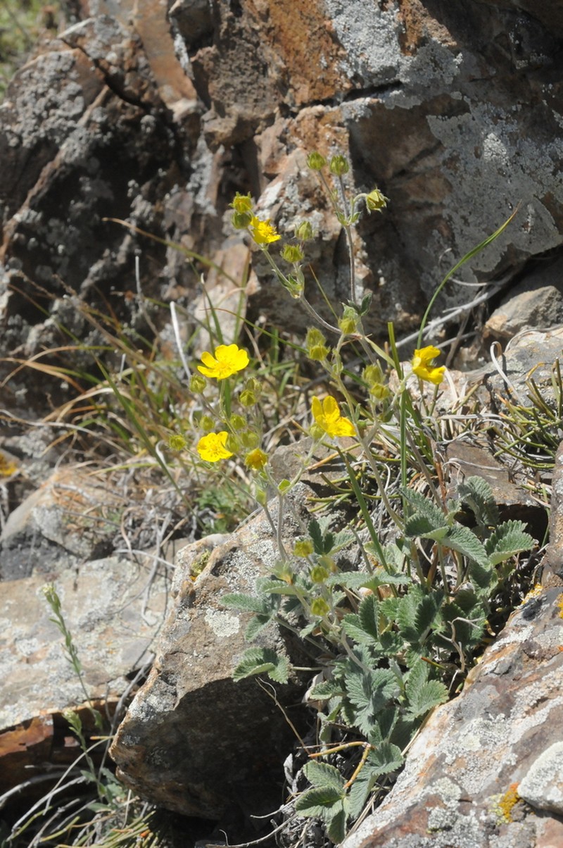 Potentilla nervosa photo 6