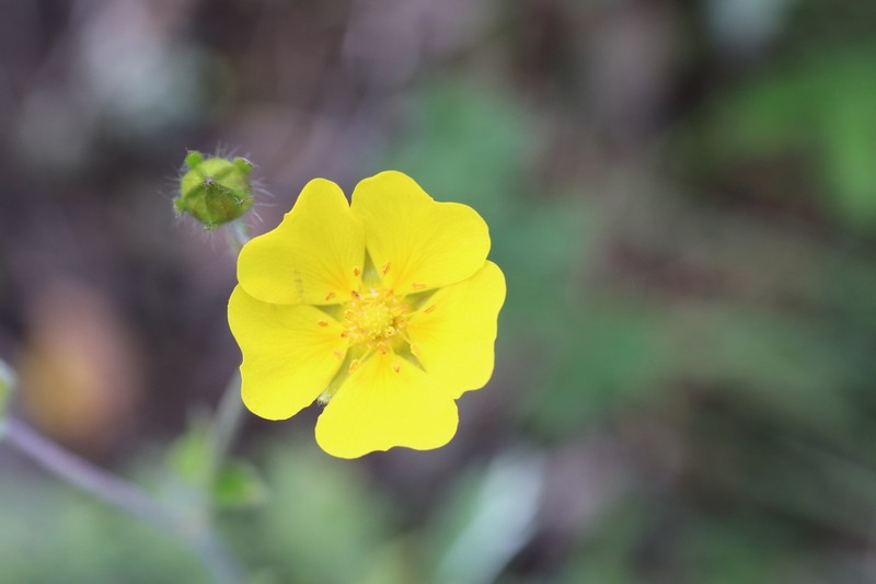 Potentilla nervosa photo 8