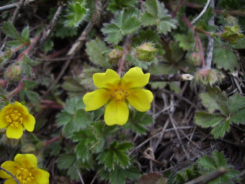 Spring Cinquefoil photo 2