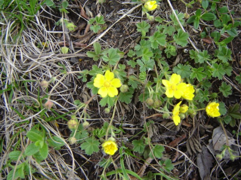 Spring Cinquefoil photo 3