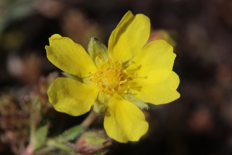 Spring Cinquefoil photo 4